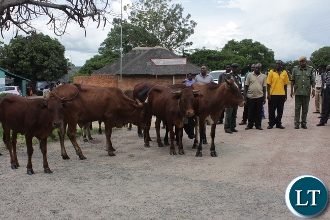 Some of the 14 recovered cattle after a police operation in Limulunga District