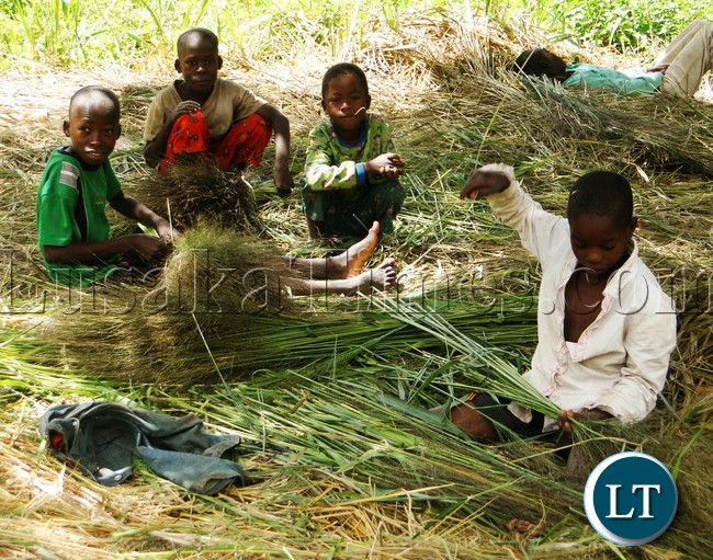 STEET Children prefer to collect and make brooms to see theirs meet instead of stealing and other vices in Kasama a way to spend their Good Friday