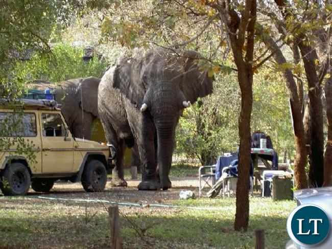 Elephants Pictured at Maramba River Lodge in Livingstone