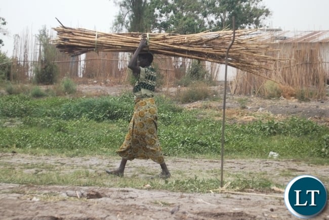 An Unga woman of Luapula Constituency of Lunga district coming from a firewood fetching errand because fuel for house chores is still an issue for serious thinking in the water logged district.