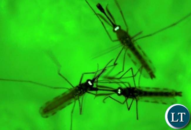 Malaria causing Mosquito